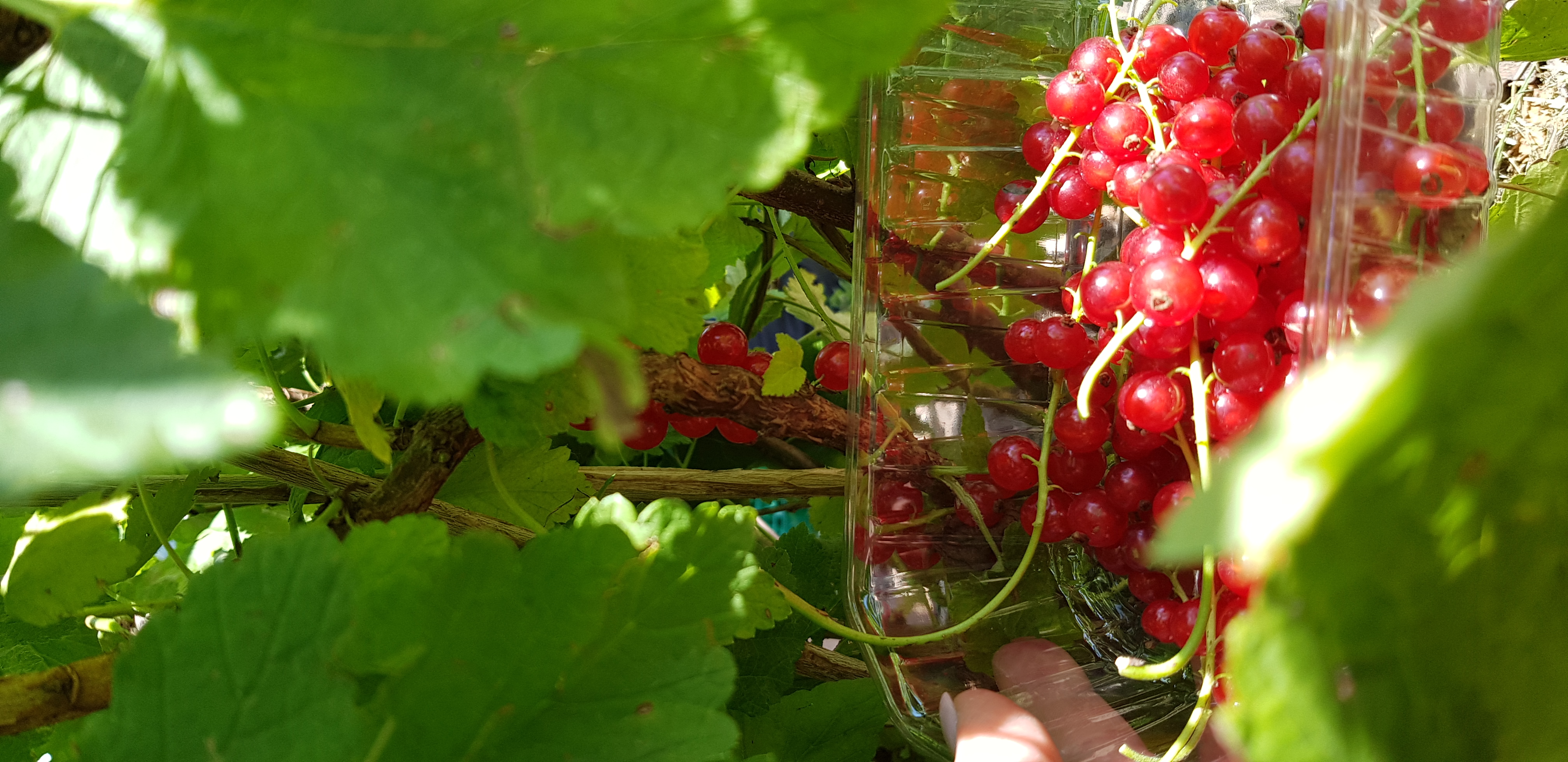 Petits fruits