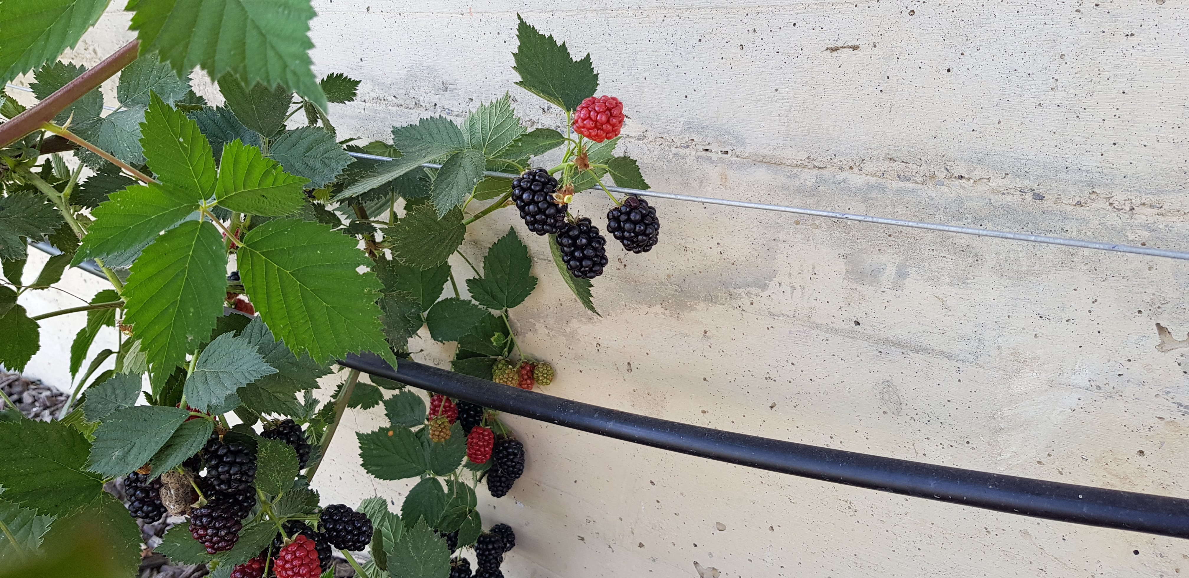 Petits fruits